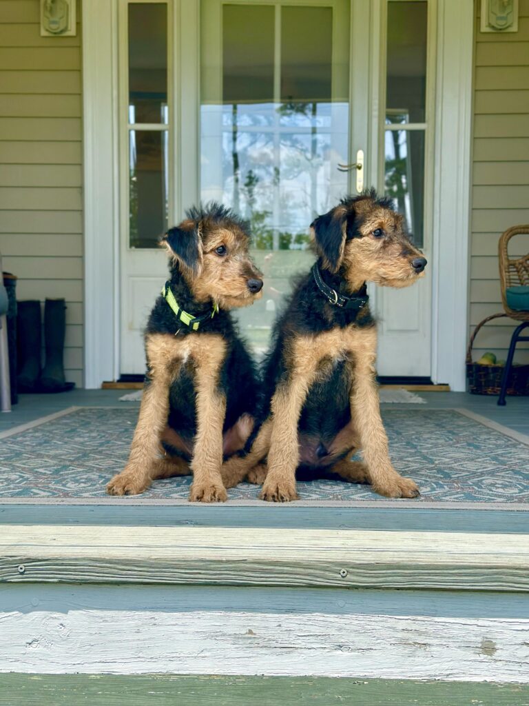 two adorable airedale terrier puppies v0 wj4vxe709ujd1